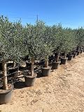 Sunny Tree Olivenbaum Olive '25 Jahre' 160 cm, A+ Qualität, winterhart, Olea Lechin Winterhart -18