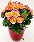 POWERS TO FLOWERS - BEGONIA BEGONIA LOVELY ROSA LACHS ROSE VASE XXL VASE 18 CM DURCHMESSER AUS KERAMIKVASE ANTIK ROSA STREIFEN, echte Pflanze