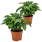 Kaffeepflanze | Coffea Arabica pro 2 Stück - Zimmerpflanzen im Kinderzimmertopf cm12 cm - 25 cm