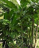 Darjeeling Banane - Musa sikkimensis (Manipur) - 20 Samen -