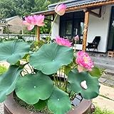 lotus samen bonsai, lotusblume samen blumendeko, pflanzen für sonnige plätze lotosblumensamen seerosen samen, blumen balkon, garten geschenke für frauen kräuterpflanzen, blumen für 40pcs