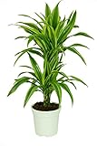 Dracaena deremensis 'Lemon Lime', Drachenbaum, echte...