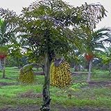 5 Stück Caryota urens, leicht winterharte Palme, sehr seltene Gattung, Baumsamen