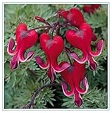 Winterhart pflanzen, Mehrjährige Blumenzwiebel ist winterhart, Blumenzwiebel Mix, Winterhart zwiebeln, Mysteriöse magische Glühbirne-1 Blutendes Herz Zwiebeln