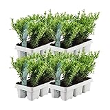 Plants by Frank – 24 Stechpalme Pflanze | Heckenpflanzen Winterhart | 24 x Ø7 cm - 15 cm Ilex crenata Jenny | Heckenpflanzen | Buchs ersatz | Buchsbaum ersatz