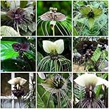 Fledermausblume - wildblumensamen Tacca chantrieri - blumenwiese für sonnige plätze alte sorten gartenpflanzen 80Samen