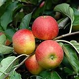Cox Orange Renette Apfel Apfelbaum Obstbaum kleinbleibend Niedrigstamm süß