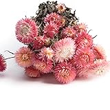 ROSEMARIE SCHULZ Heidelberg Strohblumen getrocknet in Rosa mit Stiel Helichrysum Trockenblumen Strauß Bund Blumen getrocknet DIY (Rosa)