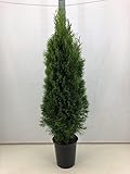 5st. Thuja Smaragd 110-120cm im Topf Lebensbaum Heckenpflanzen 'Edelthuja' immergrün