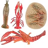 CIYODO 1 Satz Tiermodell- für die Hummerzucht Tiere Spielzeugmodell Modell Hummer-Simulationsmodell Hummer kognitive Modelle Hummerwachstumsspielzeug Plastik