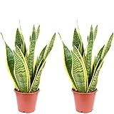 2er-Set Bogenhanf - pflegeleichte Zimmerpflanze, Sansevieria trifasciata Laurentii - Höhe ca. 35 cm, Topf-Ø 12 cm