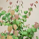 20 pcs lebkuchenbaum pflanze samen, nachhaltige geschenke, samen balkon, Cercidiphyllum japonicum, alte sorten, balkongewächshäuser bonsai baum, pflanzen samen, pflanzen für garten