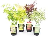 Plant in a Box - Acer palmatum - Japanischer Ahorn Bäume - 4er Set - Acer palmatum 'Atropurpureum', Going Green', Orange Dream', Butterfly' - Topf 10,5cm - Höhe 25-40cm