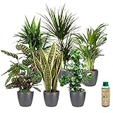 vdvelde.com - Ecoworld Grünpflanzen Zimmerpflanzen - Wenig Licht Benötigt - 6er Set Pflegeleicht - Echte Grüne pflanzen im Anthrazit Töpfe und Zimmerpflanze Dünger - Topf Ø12 / Höhe 40 cm
