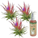 vdvelde.com - Ecoworld Tillandsia Ionantha Red Echt 3er Set - Tillandsien Luft Pflanzen Lonantha + Tillandsie Luft Pflanze Spray - 3 rote Tillandsia Deko - Pflegeleicht - Aus eigen Gärtnerei