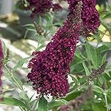 Schmetterlingsflieder BUZZ Wine - Sommerflieder (Buddleja) Pflanze in weinrot lila rot halbschattig und winterhart - Flieder-Strauch von Garten Schlüter
