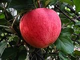 Apfelbaum, Elstar, Malus domestica, Obstbaum winterhart, Tafelapfel rot, im Topf, ca. 175