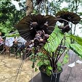 15 pcs fledermausblume samen - blumensamen bienenwiese, mini gewächshaus fensterbank (Tacca chantrieri) blumensamen geschenk, pflanze wildblumenwiese saatgut mehrjährig, seed blumen