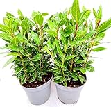 - echter Lorbeer - Italienischer XL Gewürzlorbeer - Laurus nobilis 2er-Set im 14 cm Topf 35-45cm