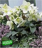 BALDUR Garten Weiße Christrose, 1 Pflanze, blühend im Topf Helleborus, winterhart, Winterblüher