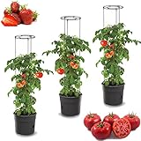 botle 3X Tomatenpflanze Blumentopf für Tomaten Set 3 STK Pflanzkübel 28 L, Tomatenzüchter, Tomatentopf, Übertopf, Gemüsen, Tomaten Waschen