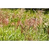 Miscanthus sinensis 'Rotsilber' - Garten-Chinaschilf 'Rotsilber' - 11cm Topf