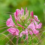 25 pcs spinnenblume samen - Cleome spinosa - winterharte blumen, garden Spinnenpflanze blumensaat, balkonpflanzen winterhart mehrjährig blüten, hochbeet balkon balkonblumen, pflanzen