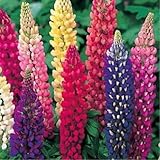 lupino, RUSSELL LUPIN, perenne, 60 semi! :SEEDS