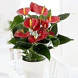 Anthurium andreanum 'Lipstick Red' | Anthurie rot | Flamingoblume | Exotische Pflanzen | Höhe 40-45 cm | Glas-Ø 13x21 cm