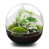 urbanjngl.com - Flaschengarten - Dome XL - Ökosystem mit Pflanzen im Glas - ↑ 30 cm Dome XL - Do-It-Yourself Paket - DIY-Set - Pflanze im Glas - Komplettset Terrarium - Pflanzenterrarium Dome XL