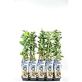 Sibirische Blaubeere Honigbeere Lonicera caerulea kamtschatica, ca. 30 cm – winterharte, vitaminreiche Beerenpflanze für Garten & Balkon, pflegeleicht, bienenfreundlich, ideal für Marmelade & Smoothie