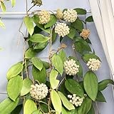 Hoya Pflanze Samen, wachsblume samen, blumen garten，pflanzen für draußen pflanzen garten，deko wohnzimmer modern blumensamen geschenk，garten pflanzen garten geschenk，Dekorative Pflanzen 300pcs