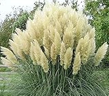 3 x Cortaderia selloana ‚White' 1 Liter (Ziergras/Gräser/Stauden) Pampasgras