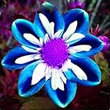 Lebende Pflanzen,Winterhart pflanzen, Seltene, Exotisch, Mysteriöse magische Glühbirne, Mehrjährige Blumenzwiebel ist winterhart, Blumenzwiebel Mix-2 Dahlien knollen