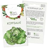 Kopfsalat Samen: Premium Salat Samen zum Anbau von ca. 500 Salat Pflanzen – Bestes Kopfsalat Saatgut für Hochbeet und Garten – Salat Saatgut – Gemüse Samen Garten – Samen Gemüse Anzucht von OwnGrown