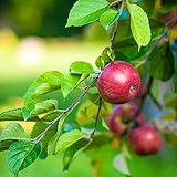 Apfelsetzlinge, Friedliche FrüChte,Winterharte Stauden,Mit SchöNen Farben, Langer HäNgezeitapple Tree,Apple Tree,Apfelbäume pflanzen-1zwiebeln-A