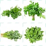 koriandersamen bio - koriander samen mehrjährig winterhart, bodendecker, saatgut wintergemüse coriander seeds, kräuter samen mehrjährig, gemüse frisch kräuter, gemüsesamen winterhart 150pcs