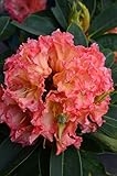 Alpenrose Rhododendron Sun Fire 30-40 cm hoch im 5 Liter Pflanzcontainer