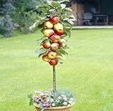 Apfelbaum-Samen 30 Samen/Beutel, Bonsai für Heim & Garten : Seeds Only