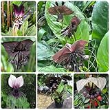 fledermausblume, schattenpflanzen gartenblumen,...