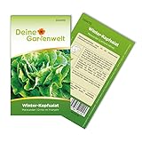 Winter-Kopfsalat Maiwunder Samen - Lactuca sativa - Winter-Kopfsalatsamen - Gemüsesamen - Saatgut für 500 Pflanzen