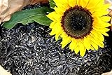 10 Kg Schwarze Sonnenblumenkerne Neue Ernte 2023 Vogelfutter