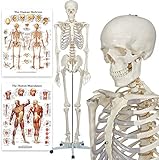 Elementary Anatomy Skelett - Buddy the Budget Skeleton - Menschliches Skelett Anatomisches Modell - Lebensgröße 175 cm– inkl. zwei Lehrtafeln - Schulungsmaterialien - Halloween