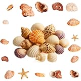 ShiJiuYou 500gMuscheln zum Basteln, Natürliche Muscheln Deko Muscheln, Meeresmuscheln Gemischte Seesterne Decor für Vase Füller Strand Fisch Panzer Bemalen DIY Handwerk Hochzeitsdeko