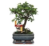 Exotenherz - Bonsai Chinesische Ulme - Ulmus parviflora - ca. 6 Jahre - Kugelform