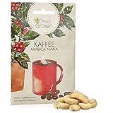 Zwerg Kaffeestrauch Samen: Premium Kaffee Samen für ca. 5 schöne Kaffee Zimmerpflanzen – Züchte deine eigenen Kaffee Bohnen – Kaffee Pflanze für Balkon und Haus – Zimmerpflanzen Samen von OwnGrown