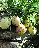 Solanum Pepino Gold 20-40 cm - Sehr schmackhafte Melonenbirne