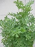 Weinraute - Ruta graveolens - Ursprungsart