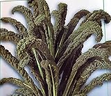 250 Samen Palmkohl Nero di Toscana Kohl Grünkohl Schwarzkohl