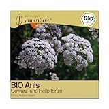 Samenliebe BIO Anis Samen | Gewürzblume - Heilpflanze - samenfestes BIO Saatgut